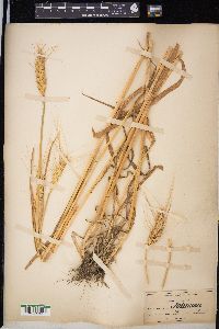 Triticum aestivum image