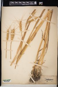 Triticum aestivum image