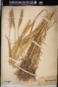 Triticum aestivum image