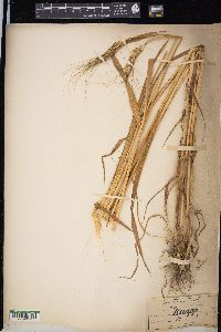 Triticum aestivum image