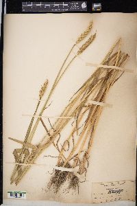 Triticum aestivum image