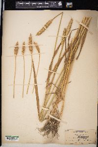 Triticum aestivum image