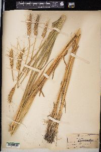 Triticum aestivum image