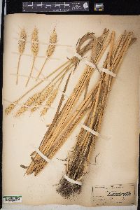 Triticum aestivum image