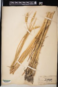 Triticum aestivum image