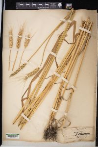 Triticum aestivum image