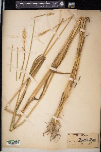 Triticum aestivum image