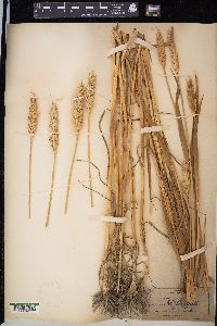 Triticum aestivum image