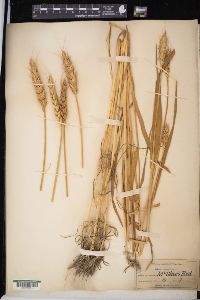 Triticum aestivum image