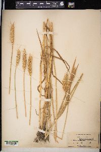 Triticum aestivum image