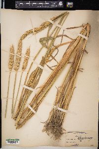 Triticum aestivum image