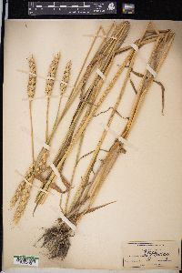 Triticum aestivum image