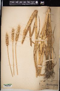 Triticum aestivum image