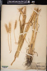 Triticum aestivum image