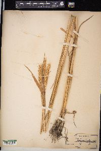 Triticum aestivum image