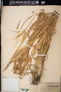 Triticum aestivum image