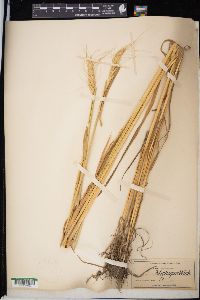 Triticum aestivum image