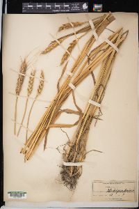 Triticum aestivum image