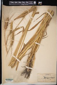 Triticum aestivum image