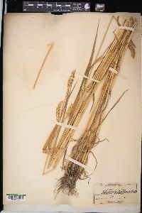 Triticum aestivum image