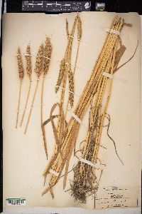 Triticum aestivum image