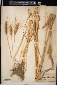 Triticum aestivum image