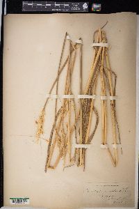 Triticum aestivum image