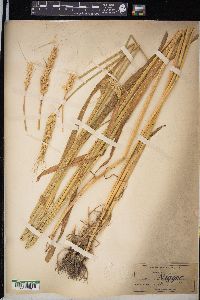 Triticum aestivum image