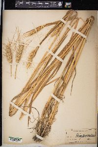 Triticum aestivum image