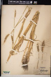 Triticum aestivum image