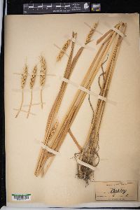 Triticum aestivum image