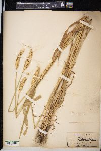 Triticum aestivum image