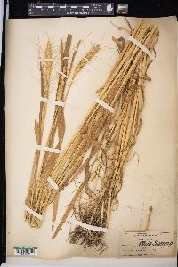 Triticum aestivum image