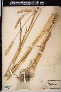 Triticum aestivum image