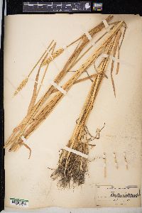 Triticum aestivum image