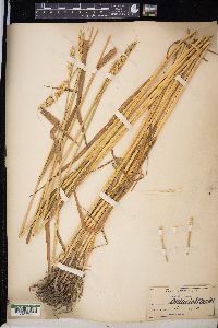 Triticum aestivum image