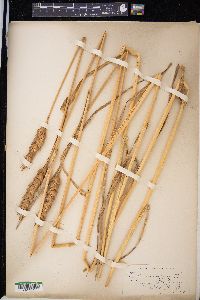 Triticum aestivum image