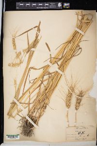 Triticum aestivum image