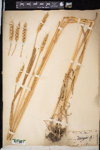 Triticum aestivum image