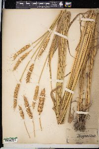 Triticum aestivum image