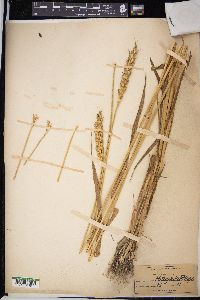 Triticum aestivum image