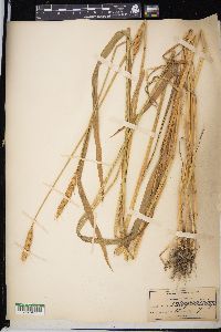 Triticum aestivum image