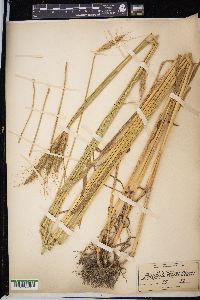 Triticum aestivum image