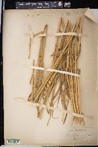 Triticum aestivum image