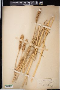 Triticum aestivum image