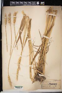 Triticum aestivum image