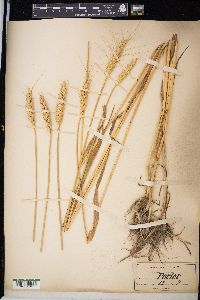 Triticum aestivum image