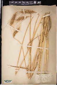 Triticum aestivum image