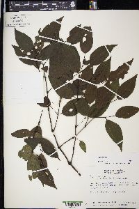 Piper amalago image