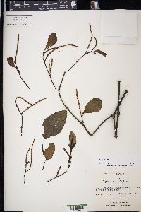 Piper amalago image